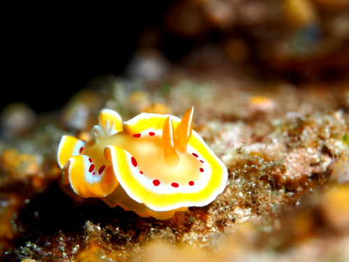 ダイビング慶良間