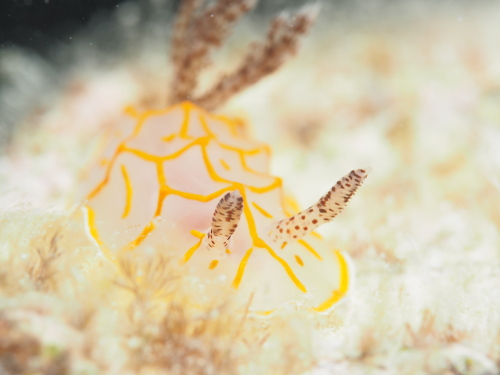 ケラマダイビング