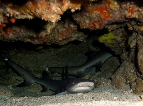 慶良間ダイビング