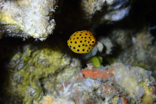 ☆彡本日の慶良間諸島ファンダイビングツアー☆彡