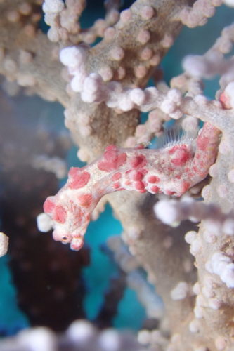 ☆彡本日の慶良間諸島ダイビング☆彡