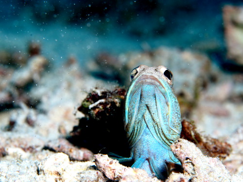 ダイビング沖縄