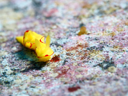 ダイビング慶良間