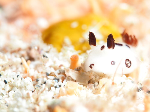 慶良間ダイビング