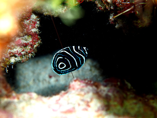 慶良間ダイビング