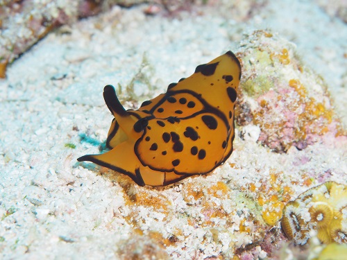 ダイビング慶良間