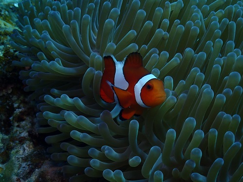 ダイビング沖縄