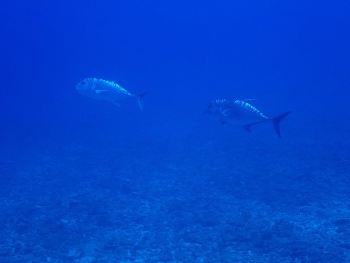 沖縄ダイビング