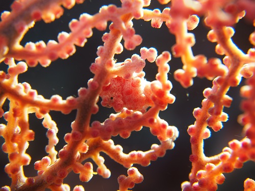 沖縄ダイビング