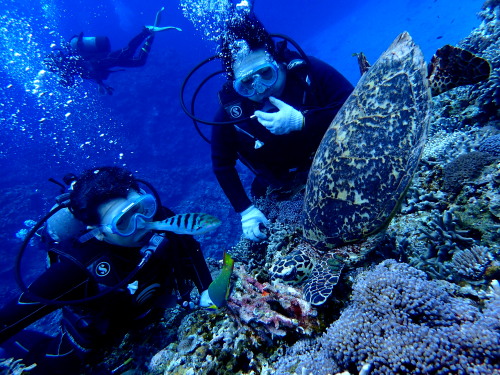 慶良間体験ダイビング