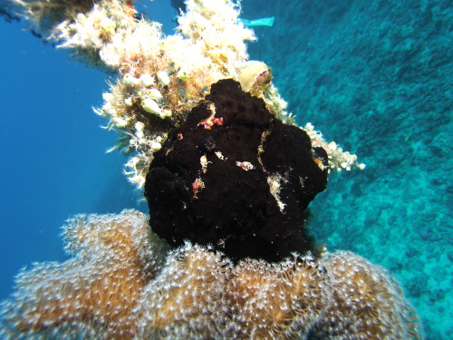 慶良間ダイビング