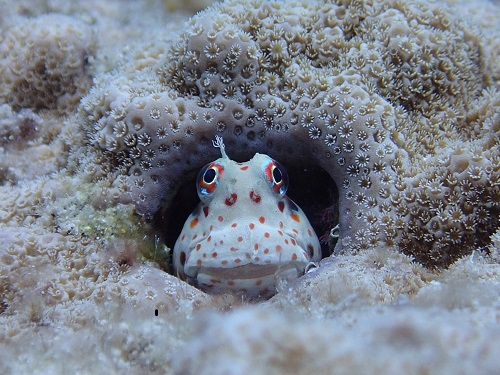 ダイビング沖縄