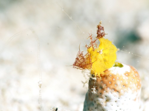 ダイビング沖縄