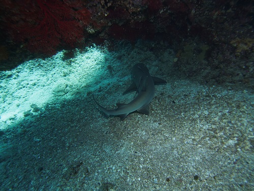 ダイビング慶良間