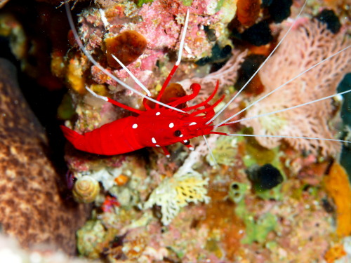 ダイビング慶良間