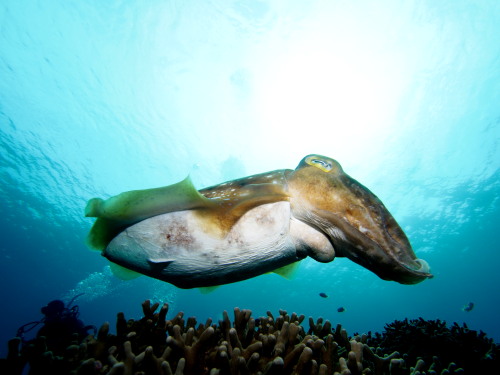 沖縄ダイビング