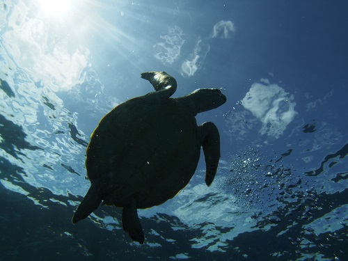 沖縄ダイビング