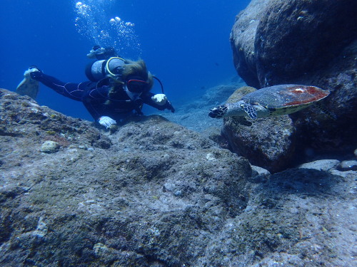 ダイビング慶良間