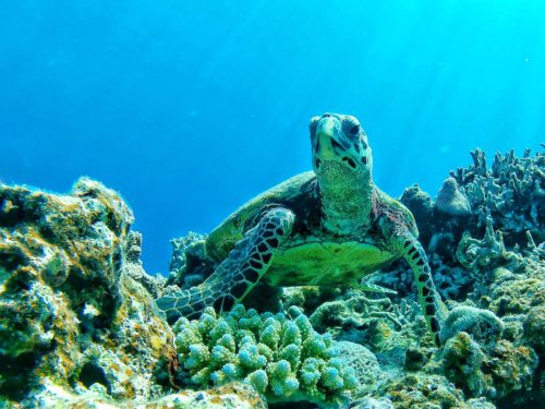 ☆彡本日の慶良間諸島ダイビング☆彡