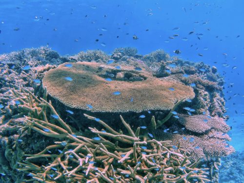 ☆彡慶良間諸島ダイビングツアー☆彡