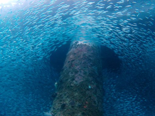 ☆彡慶良間諸島ダイビングツアー☆彡