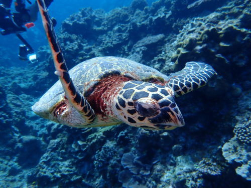 ☆彡慶良間諸島ダイビングツアー☆彡