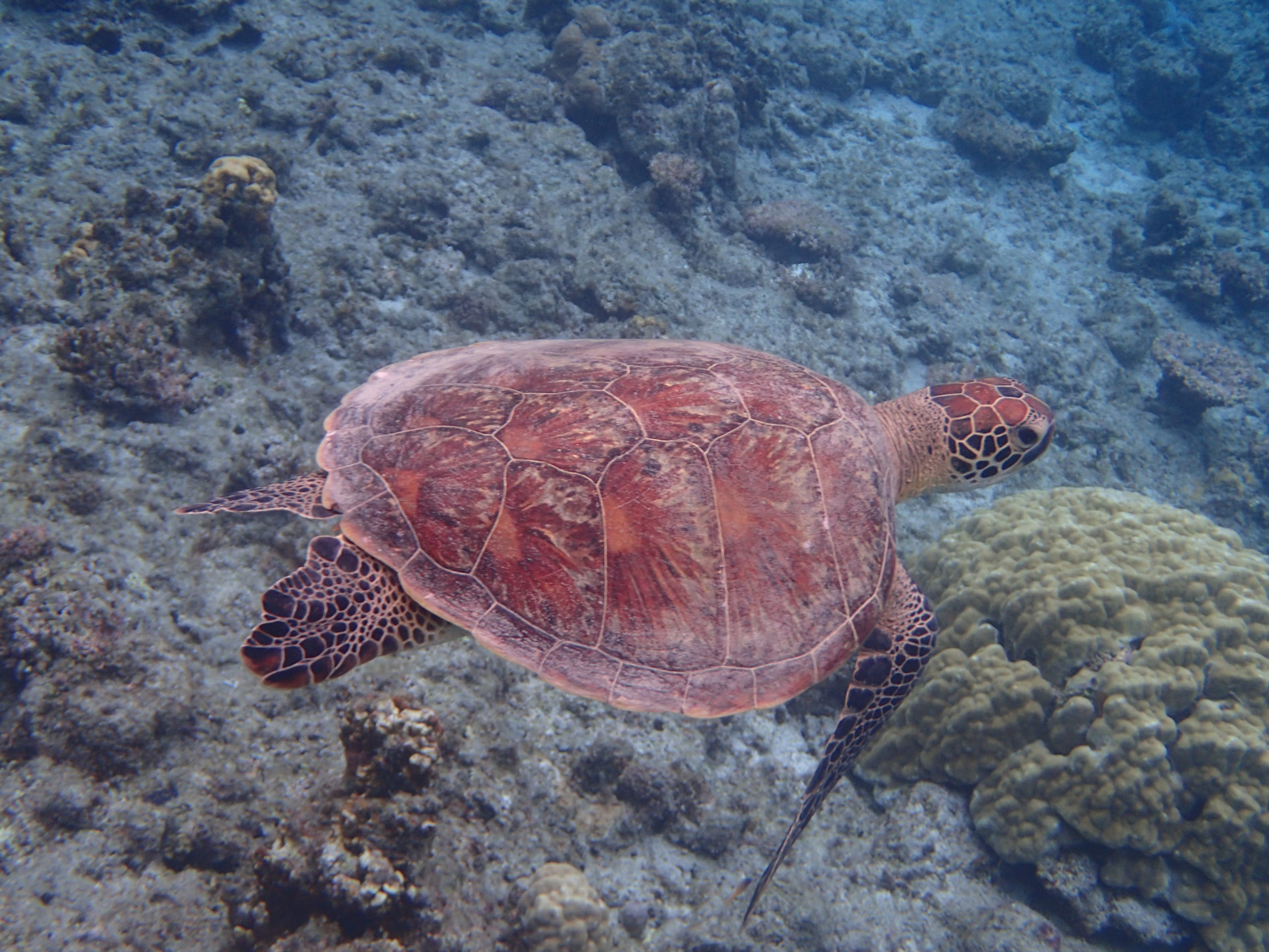 ☆彡慶良間諸島ダイビングツアー☆彡