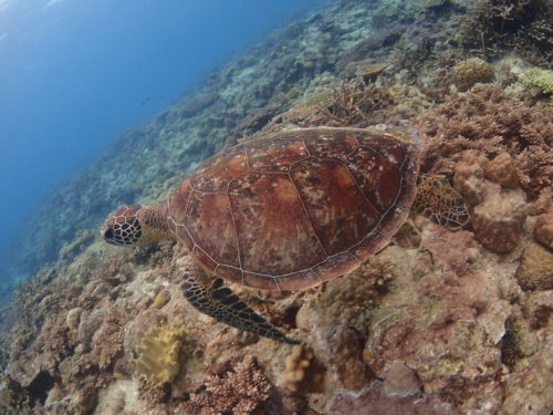 ☆彡慶良間ダイビングツアー☆彡