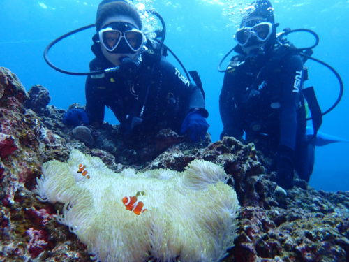 ☆彡慶良間諸島ダイビングツアー☆彡