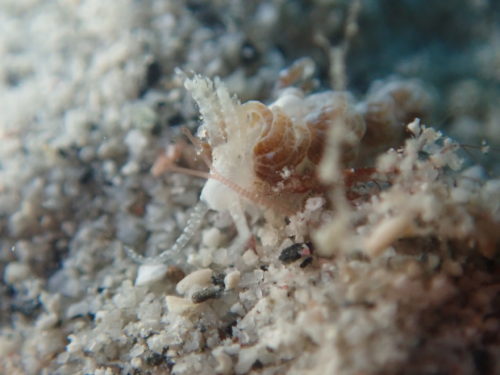 ☆彡慶良間ダイビングツアー☆彡