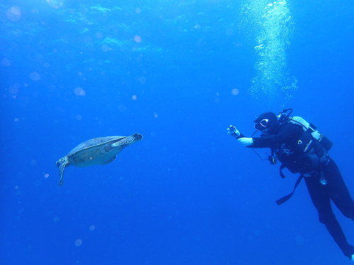 ☆彡慶良間諸島でカメと一緒にダイビング☆彡