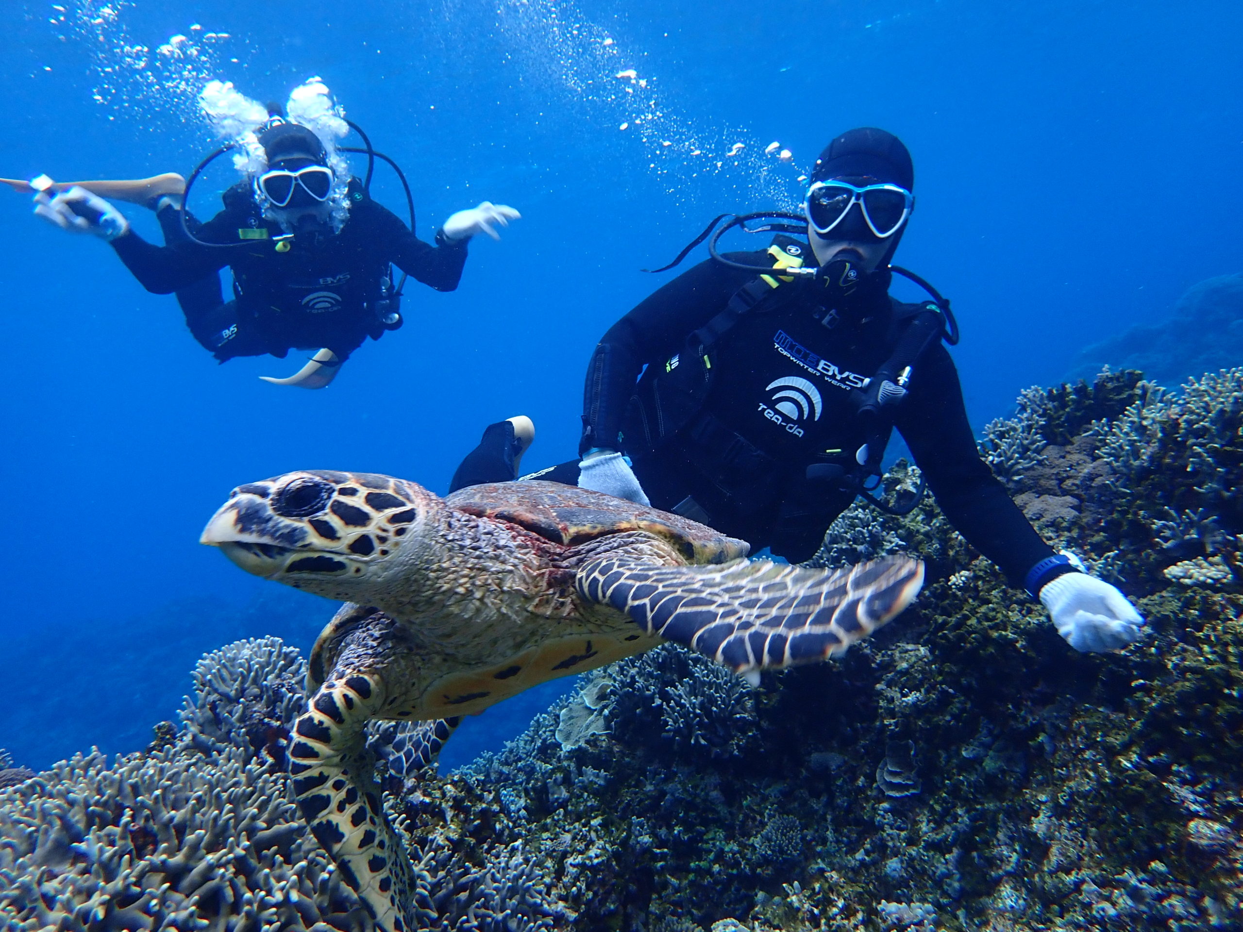 ☆彡沖縄のサンゴ礁を満喫!体験ダイビング☆彡