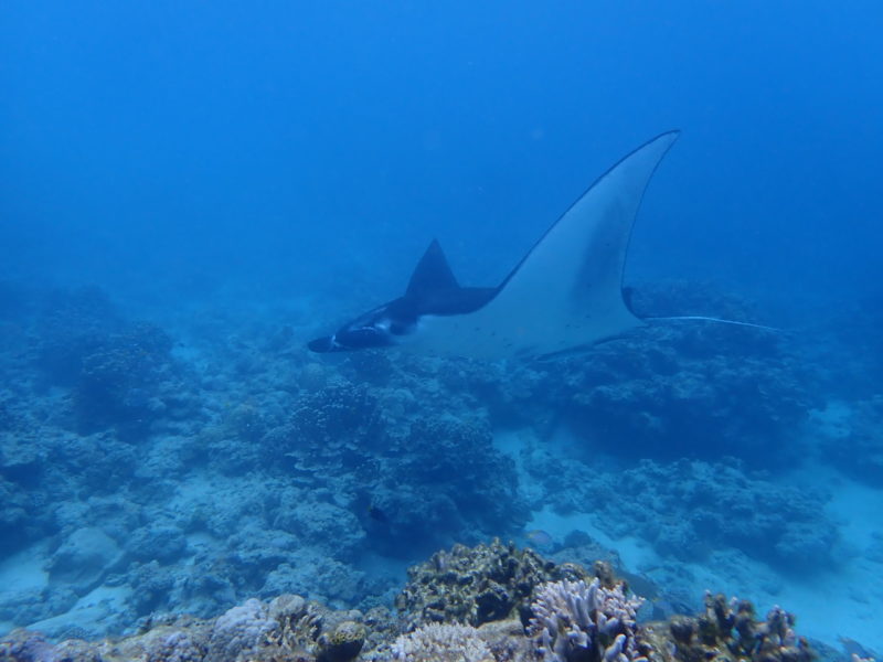 沖縄ダイビング