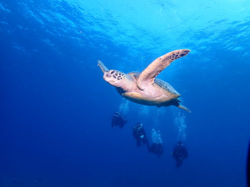 ☆彡慶良間ダイビングツアー＆ホエールウォッチング！☆彡