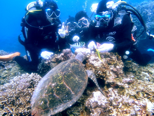 ☆彡ケラマ諸島カメ保証体験ダイビング☆彡