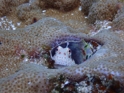 ☆彡慶良間諸島ダイビングツアー☆彡