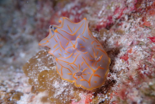 ☆彡慶良間諸島ダイビング☆彡