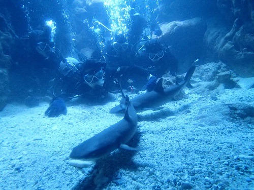 ☆彡洞窟でサメと体験ダイビング☆彡