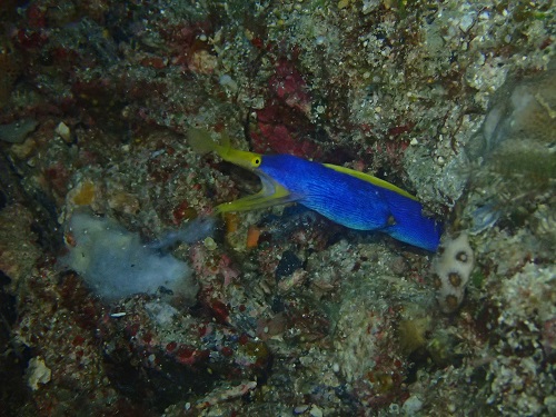 慶良間ダイビング