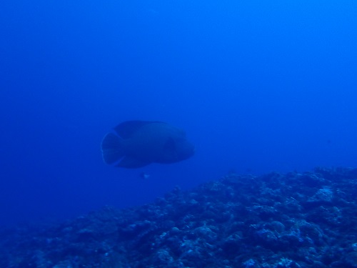 慶良間ダイビング