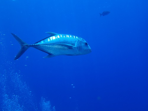 ダイビング慶良間