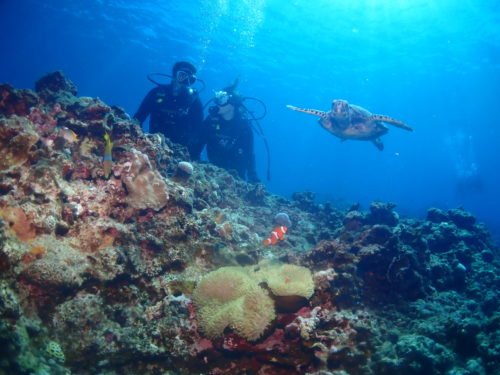 ☆彡本日の慶良間諸島ダイビング☆彡