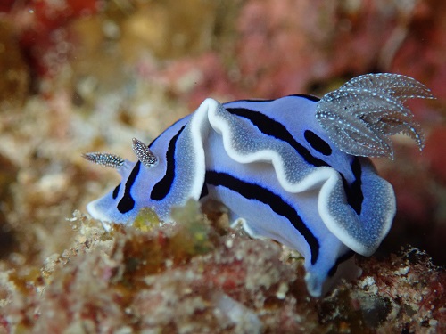 慶良間ダイビング