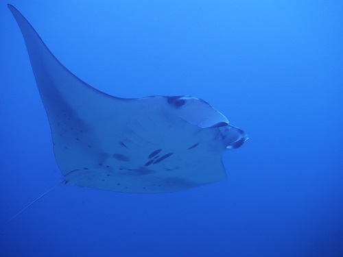 ☆彡2勝１負でマンタGET!!慶良間ダイビング☆彡