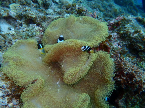 ☆彡慶良間諸島ダイビングツアー☆彡