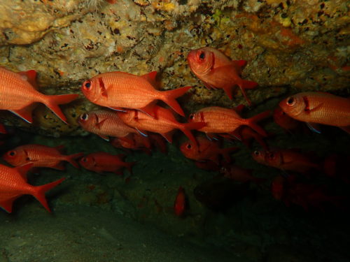 ☆彡慶良間諸島ダイビングツアー☆彡