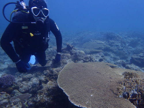 ☆彡慶良間諸島ダイビングツアー☆彡