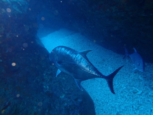 ☆彡慶良間諸島ダイビングツアー☆彡