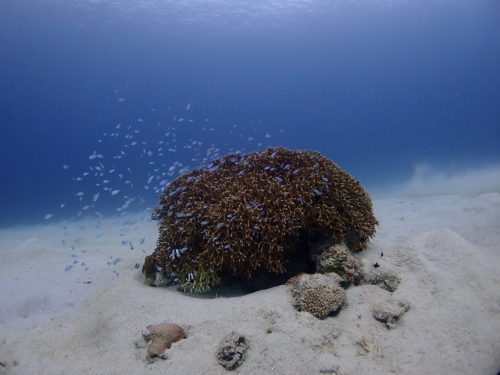 ☆彡慶良間諸島ダイビングツアー☆彡