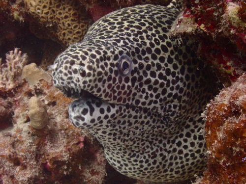 ☆彡慶良間諸島ダイビングツアー☆彡